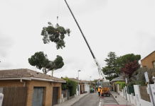 Silent power, surgical precision:MILWAUKEE® Cordless chainsaw tackles complex tree removal in Madrid