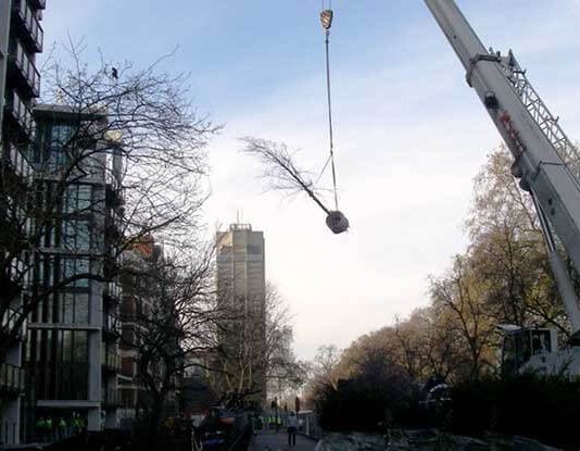Why does UK construction fell thousands of mature trees each year